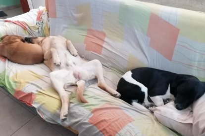 Gossos, gats, canaris, conills,...presenta'ns a la teva mascota!