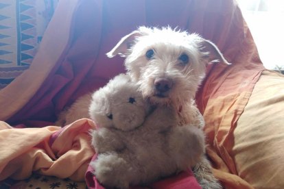 Gossos, gats, canaris, conills,...presenta'ns a la teva mascota!