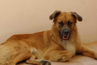 Gossos, gats, canaris, conills,...presenta'ns a la teva mascota!