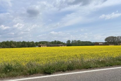 ¡Seguimos recibiendo fotos de árboles en flor, campos verdes y buen tiempo...ya está aquí la primavera!