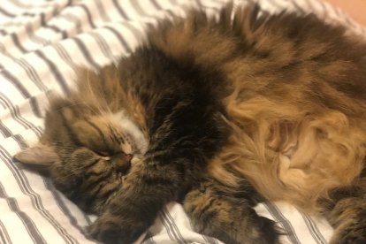 Paula Mallada Farreny