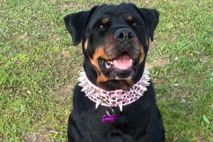 Gossos, gats, canaris, conills,...presenta'ns a la teva mascota!