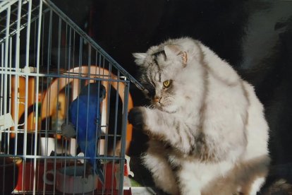 Gossos, gats, canaris, conills,...presenta'ns a la teva mascota!