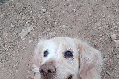 Gossos, gats, canaris, conills,...presenta'ns a la teva mascota!