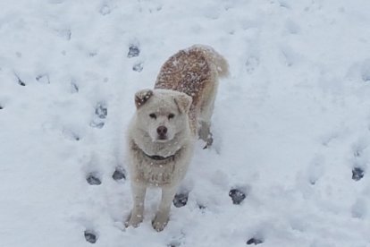 Gossos, gats, canaris, conills,...presenta'ns a la teva mascota!