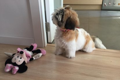 Gossos, gats, canaris, conills,...presenta'ns a la teva mascota!