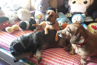 Gossos, gats, canaris, conills,...presenta'ns a la teva mascota!