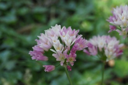 ¡Seguimos recibiendo fotos de árboles en flor, campos verdes y buen tiempo...ya está aquí la primavera!