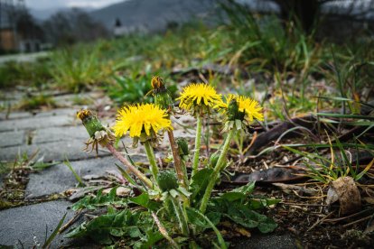 ¡Seguimos recibiendo fotos de árboles en flor, campos verdes y buen tiempo...ya está aquí la primavera!