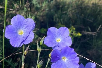 ¡Seguimos recibiendo fotos de árboles en flor, campos verdes y buen tiempo...ya está aquí la primavera!