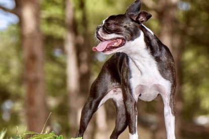 Gossos, gats, canaris, conills,...presenta'ns a la teva mascota!