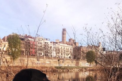 Gossos, gats, canaris, conills,...presenta'ns a la teva mascota!