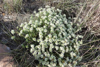 ¡Seguimos recibiendo fotos de árboles en flor, campos verdes y buen tiempo...ya está aquí la primavera!