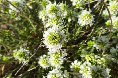 ¡Seguimos recibiendo fotos de árboles en flor, campos verdes y buen tiempo...ya está aquí la primavera!