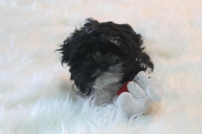 Gossos, gats, canaris, conills,...presenta'ns a la teva mascota!