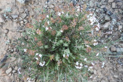 ¡Seguimos recibiendo fotos de árboles en flor, campos verdes y buen tiempo...ya está aquí la primavera!