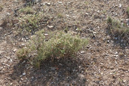 ¡Seguimos recibiendo fotos de árboles en flor, campos verdes y buen tiempo...ya está aquí la primavera!