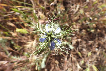 ¡Seguimos recibiendo fotos de árboles en flor, campos verdes y buen tiempo...ya está aquí la primavera!
