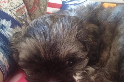 Gossos, gats, canaris, conills,...presenta'ns a la teva mascota!