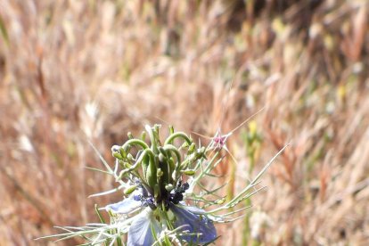 ¡Seguimos recibiendo fotos de árboles en flor, campos verdes y buen tiempo...ya está aquí la primavera!