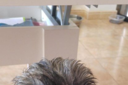 Gossos, gats, canaris, conills,...presenta'ns a la teva mascota!