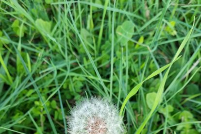 ¡Seguimos recibiendo fotos de árboles en flor, campos verdes y buen tiempo...ya está aquí la primavera!