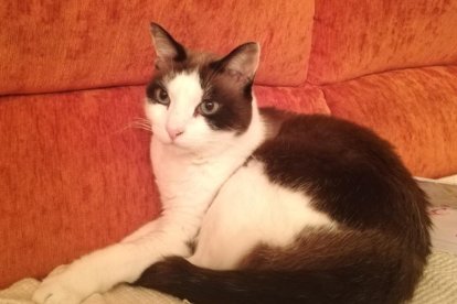 Gossos, gats, canaris, conills,...presenta'ns a la teva mascota!