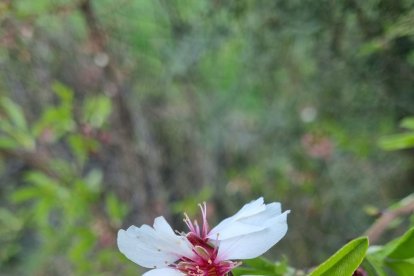 ¡Seguimos recibiendo fotos de árboles en flor, campos verdes y buen tiempo...ya está aquí la primavera!