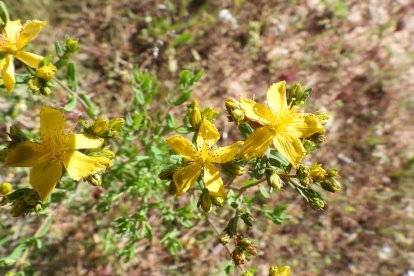 ¡Seguimos recibiendo fotos de árboles en flor, campos verdes y buen tiempo...ya está aquí la primavera!