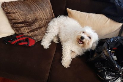 Gossos, gats, canaris, conills,...presenta'ns a la teva mascota!