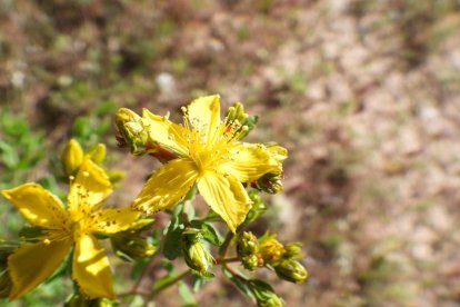 ¡Seguimos recibiendo fotos de árboles en flor, campos verdes y buen tiempo...ya está aquí la primavera!