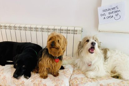 Gossos, gats, canaris, conills,...presenta'ns a la teva mascota!