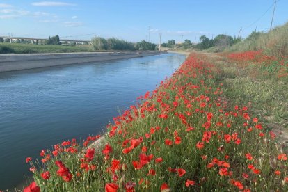 ¡Seguimos recibiendo fotos de árboles en flor, campos verdes y buen tiempo...ya está aquí la primavera!
