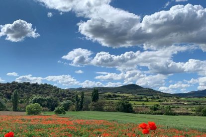 ¡Seguimos recibiendo fotos de árboles en flor, campos verdes y buen tiempo...ya está aquí la primavera!