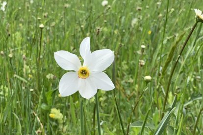 ¡Seguimos recibiendo fotos de árboles en flor, campos verdes y buen tiempo...ya está aquí la primavera!