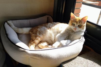 Gossos, gats, canaris, conills,...presenta'ns a la teva mascota!