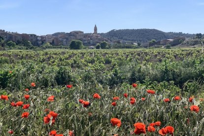 ¡Seguimos recibiendo fotos de árboles en flor, campos verdes y buen tiempo...ya está aquí la primavera!