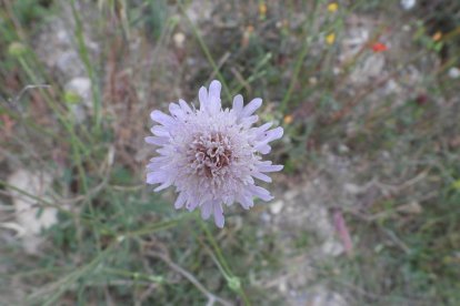 ¡Seguimos recibiendo fotos de árboles en flor, campos verdes y buen tiempo...ya está aquí la primavera!