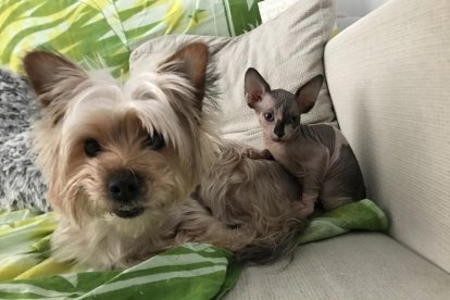 Gossos, gats, canaris, conills,...presenta'ns a la teva mascota!