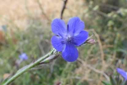 ¡Seguimos recibiendo fotos de árboles en flor, campos verdes y buen tiempo...ya está aquí la primavera!