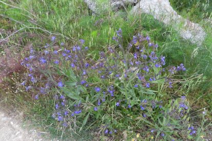 ¡Seguimos recibiendo fotos de árboles en flor, campos verdes y buen tiempo...ya está aquí la primavera!