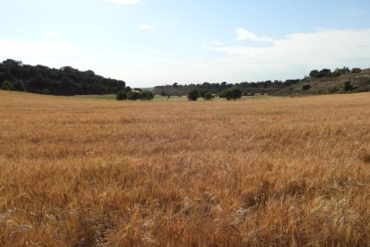 ¡Seguimos recibiendo fotos de árboles en flor, campos verdes y buen tiempo...ya está aquí la primavera!