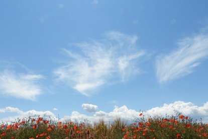 ¡Seguimos recibiendo fotos de árboles en flor, campos verdes y buen tiempo...ya está aquí la primavera!