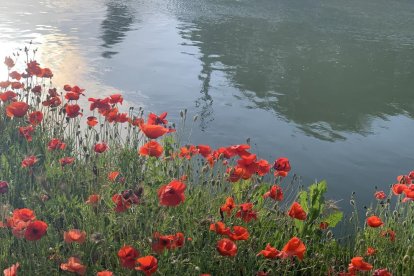 ¡Seguimos recibiendo fotos de árboles en flor, campos verdes y buen tiempo...ya está aquí la primavera!