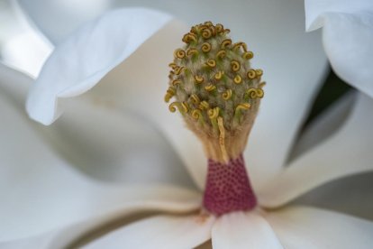 ¡Seguimos recibiendo fotos de árboles en flor, campos verdes y buen tiempo...ya está aquí la primavera!
