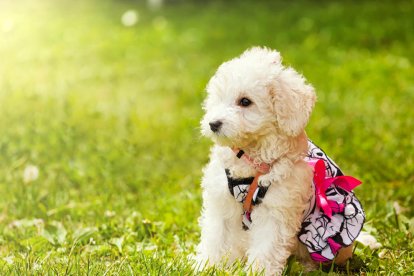 ¡Perros, gatos, canarios, conejos...preséntanos a tu mascota!
