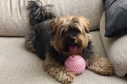 Gossos, gats, canaris, conills,...presenta'ns a la teva mascota!