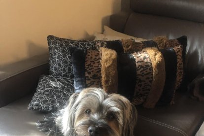 Gossos, gats, canaris, conills,...presenta'ns a la teva mascota!