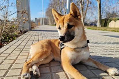 Gossos, gats, canaris, conills,...presenta'ns a la teva mascota!