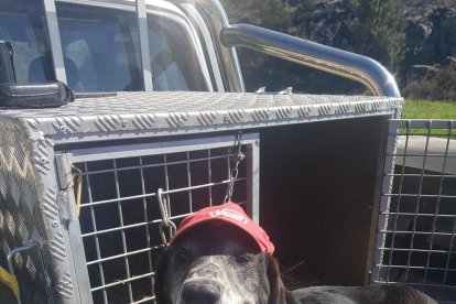 Gossos, gats, canaris, conills,...presenta'ns a la teva mascota!